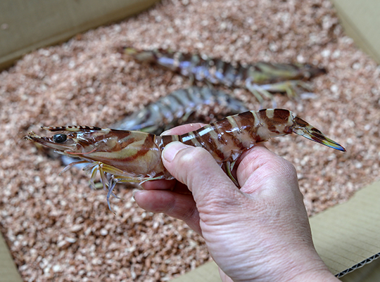 なぜ車海老の養殖なのか？
