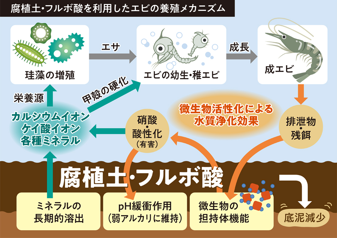 腐植土・フルボ酸を利用したエビの養殖メカニズム