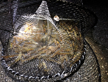 台湾の実験プラントで収獲されたエビ