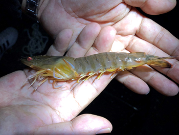 台湾の実験プラントで収獲されたエビ